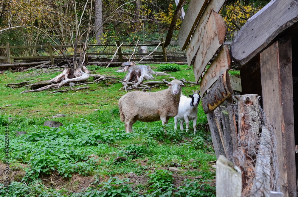 Fototapeta premium domestic animals, sheep and goat, animals in a pen, grazing, autumn