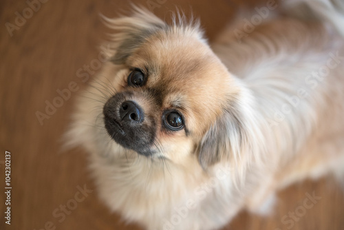 Fotografie Close-up Portrait of a Tibetan Spaniel Dog with Fluffy Golden-Beige Fur