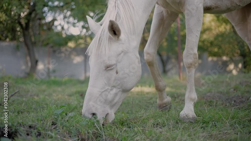 A beautiful white horse in the field is eating grass.White horse eats green grass on a meadow at sunset. mustang horse breed.
