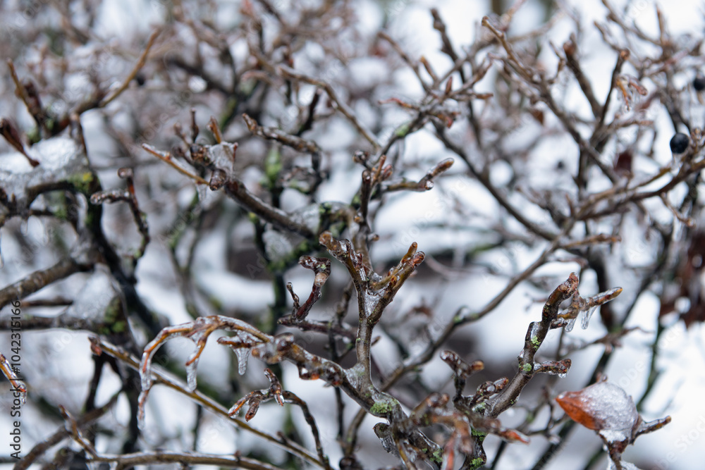selective focus of winter nature with frozen plant. winter frozen berries in nature. selective focus of winter nature with frozen plant. winter frozen berries in nature.