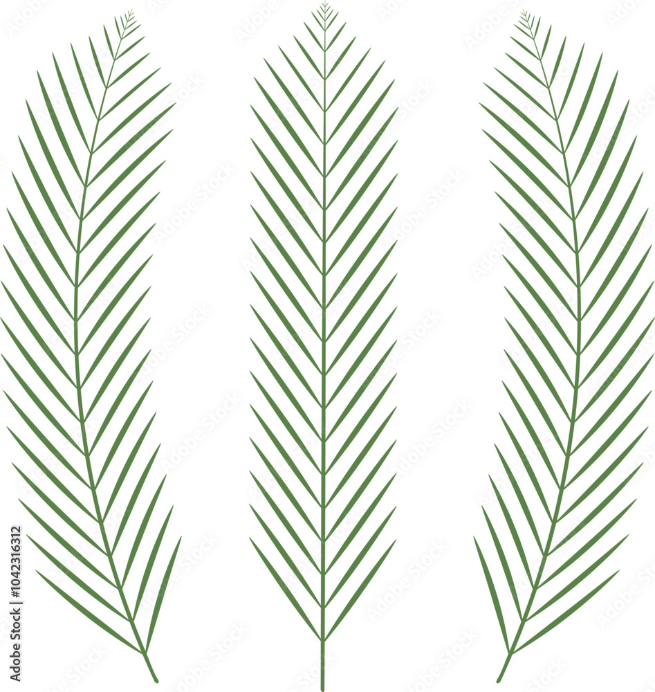 Fototapeta premium Palm leaves on isolated background, for use as decoration