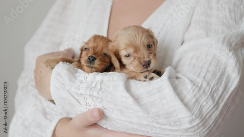Cute puppies of the spaniel breed are resting in the arms of girl.