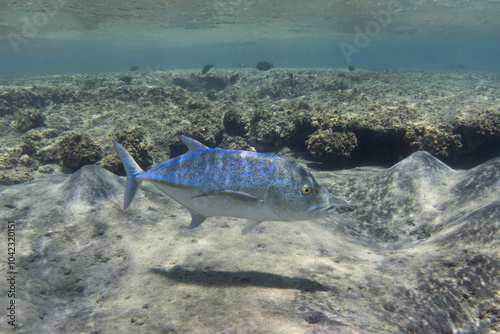 Bluefin trevally swimming in the shallow tropical sea water photo