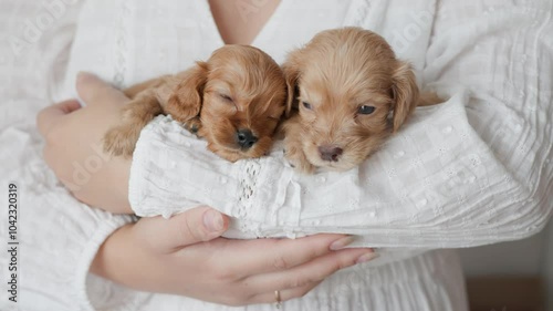 Cute puppies of the spaniel breed are resting in the arms of girl.
