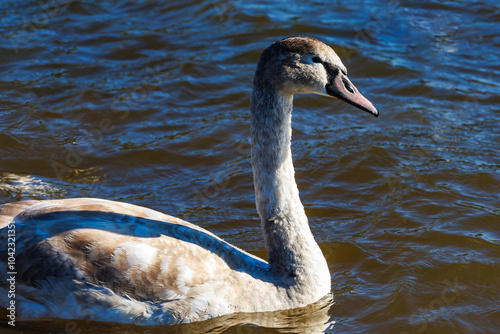 Fototapeta Naklejka Na Ścianę i Meble -  white young swans in lake with blue dark background