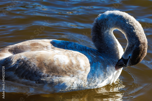 Fototapeta Naklejka Na Ścianę i Meble -  white young swans in lake with blue dark background