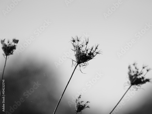 Herbst