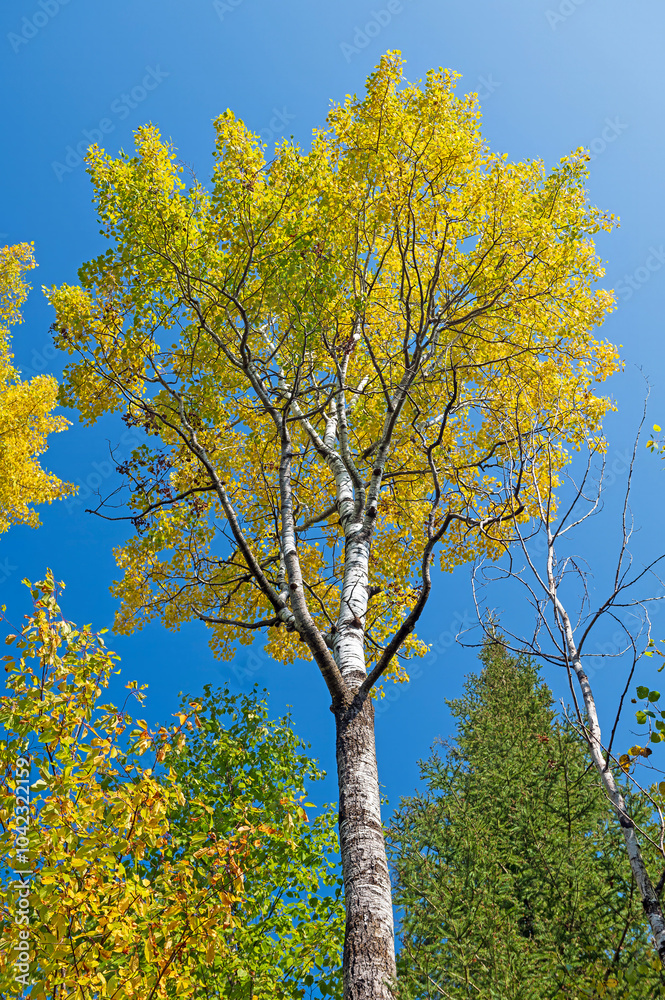 White Birch Tree With Yellow Leaves