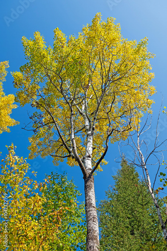 Obraz na płótnie White Birch Tree With Yellow Leaves w salonie