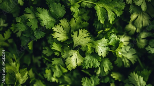 Fresh Green Salad Leaves on a White Background