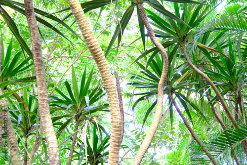 Forêt tropicale