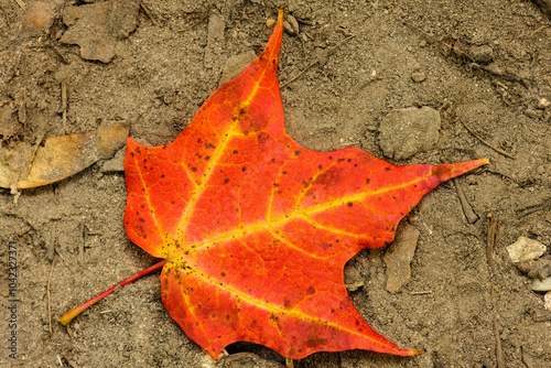 A single Sugar maple leaf lies along the ground in mid-September within the Pike Lake Unit, Kettle Moraine State Forest, Hartford, Wisconsin, having already started to change colors. photo