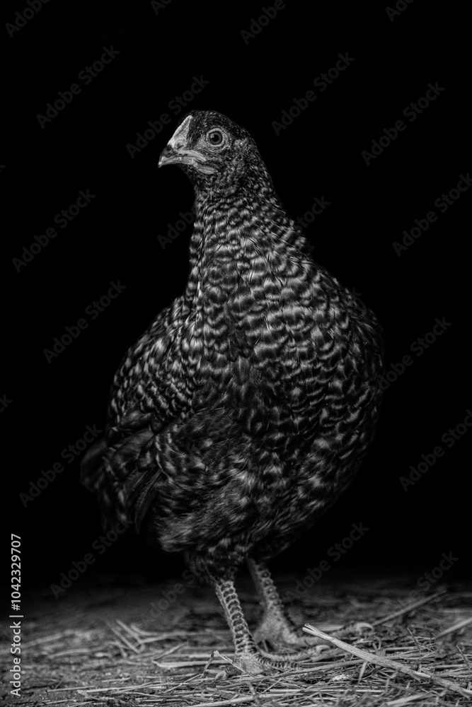 Fototapeta premium Black and White Chicken