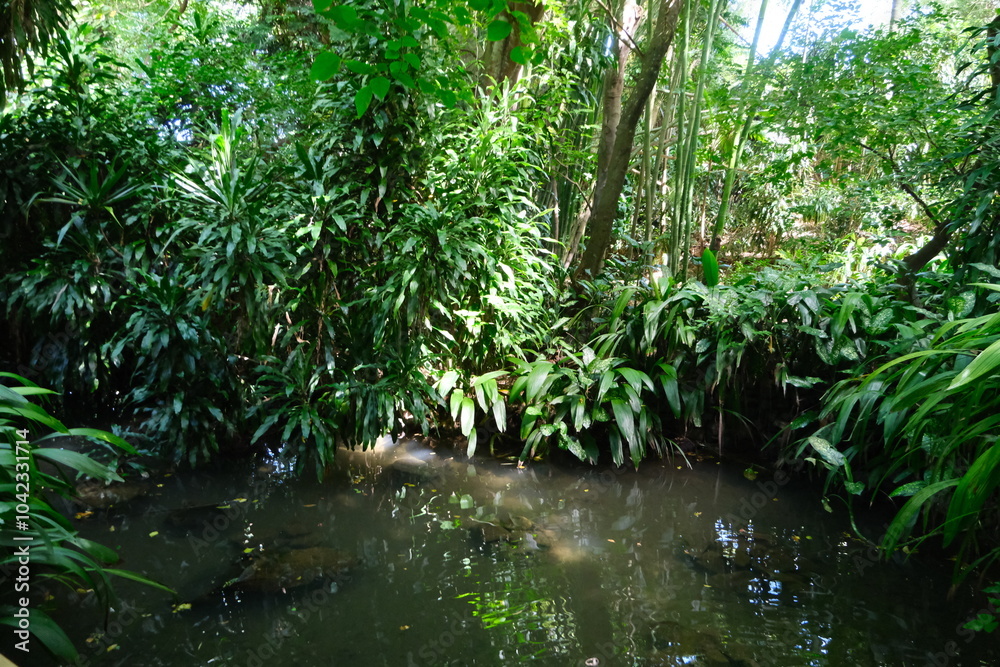 Obraz premium Forêt tropicale