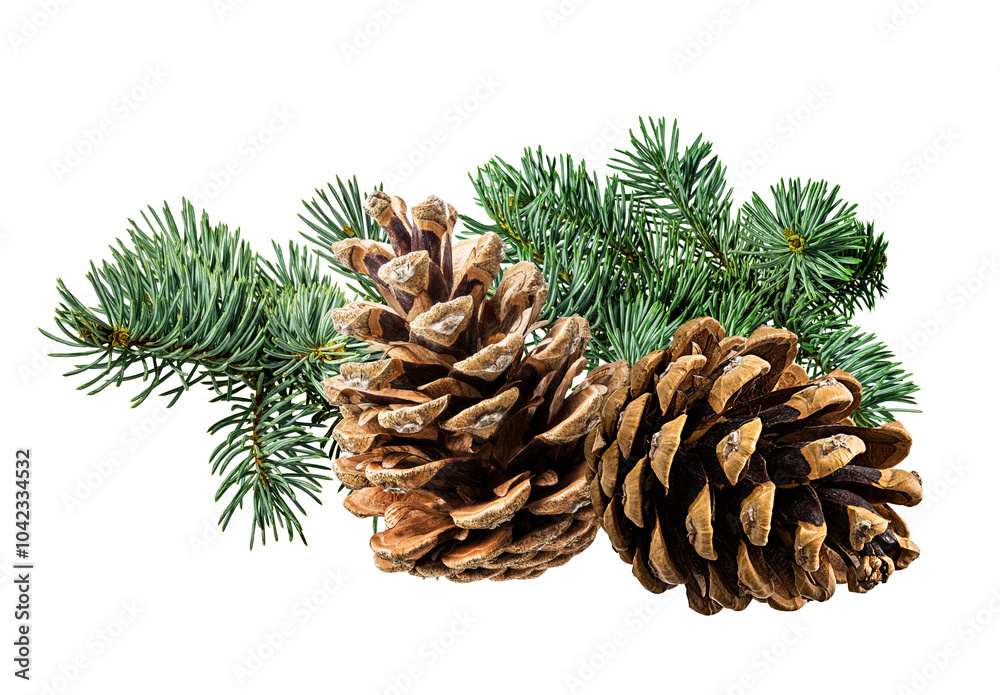 Fototapeta premium Brown pine cone on white background with clipping pass