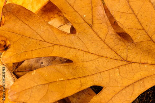 Overhead view of an oak leaf, fallen to the ground in early October within the Pike Lake Unit, Kettle Moraine State Forest, Hartford, Wisconsin. photo