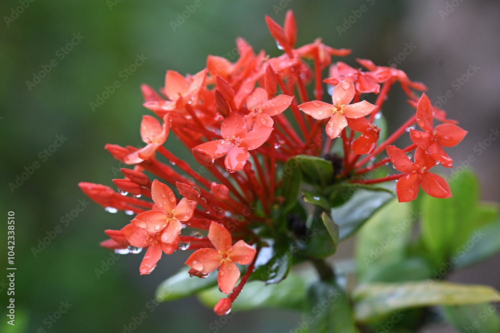 wet green leaves garden flower with water droplets on a blurred garden background. Focus concept. Space for text. Floral nature wet green leaves garden flower with water droplets on a blurred garden background. Focus concept. Space for text. Floral nature