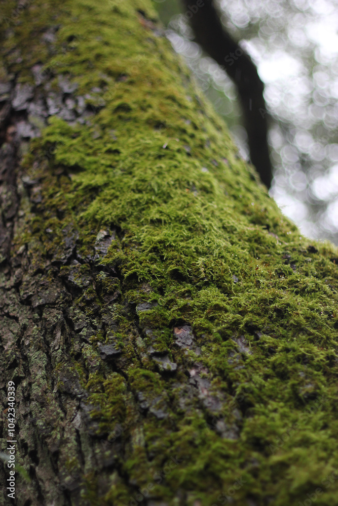 Green moss on a tree bark. Moss on a tree. Moss texture