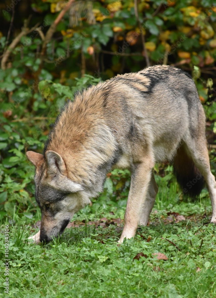 a wolf walks and sniffs the ground on a path in the forest a wolf walks and sniffs the ground on a path in the forest