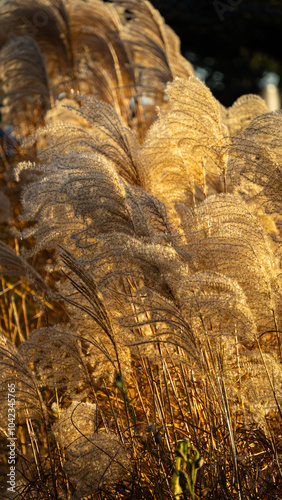 wheat field at sunset