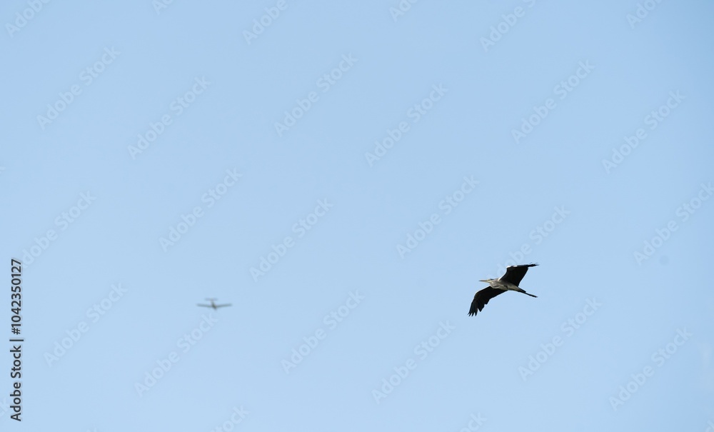 Grey heron in fight and a airplane in background Grey heron in fight and a airplane in background