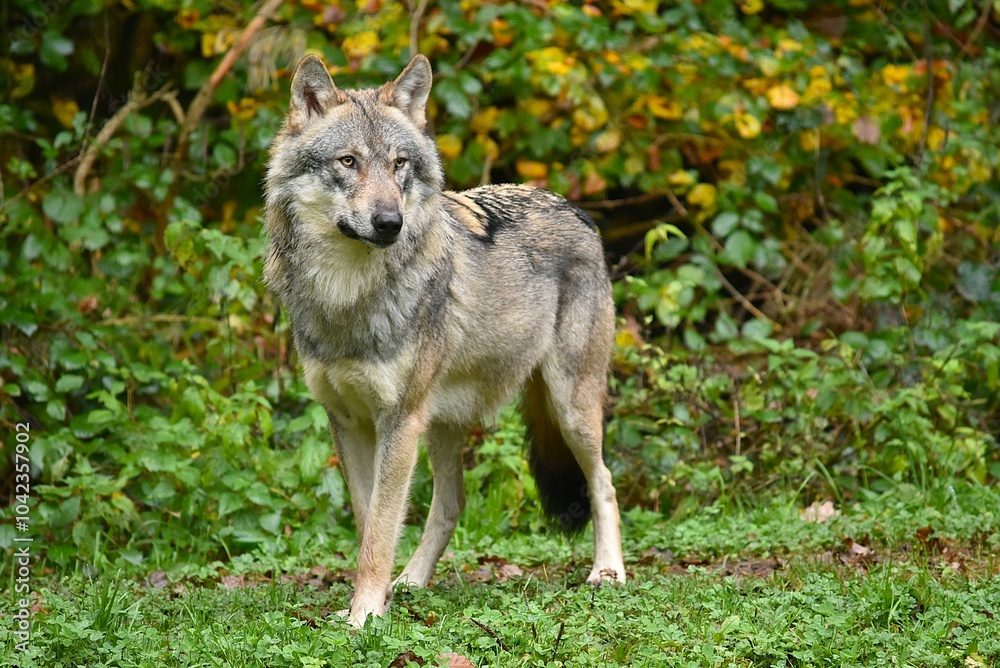 Obraz premium gray wolf standing on green grass in the forest