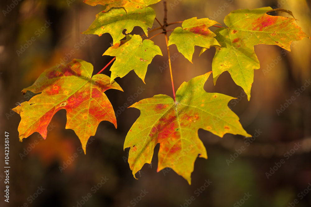 The maple leaves turning colors in mid-October as they float lightly in the wind at the end of the branch within Pike Lake Unit, Kettle Moraine State Forest, Hartford, Wisconsin The maple leaves turning colors in mid-October as they float lightly in the wind at the end of the branch within Pike Lake Unit, Kettle Moraine State Forest, Hartford, Wisconsin