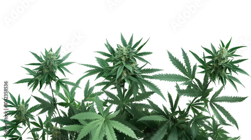 A fresh green wheat field and isolated green grass against a white background, showcasing the beauty of nature and growth
