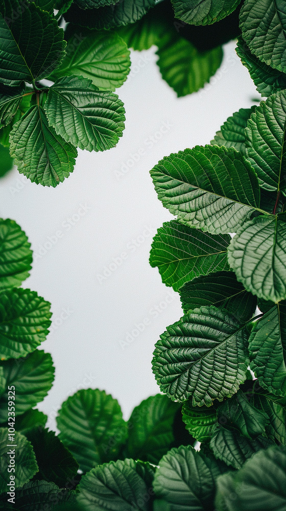 leaves in white background leaves in white background