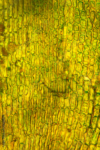 Rectangular cells of an Orthotrichum moss leaf at 400x. photo