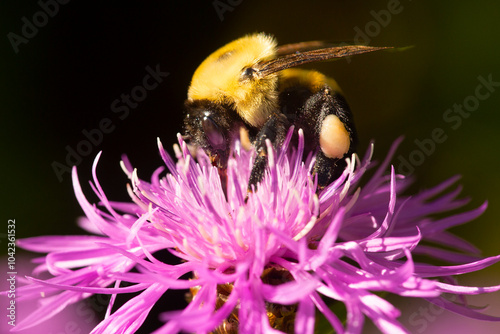 Bumblebee with enlarged pollen sac in Newbury, New Hampshire.