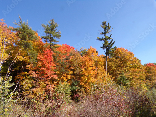 Fall landscape with colorful trees 