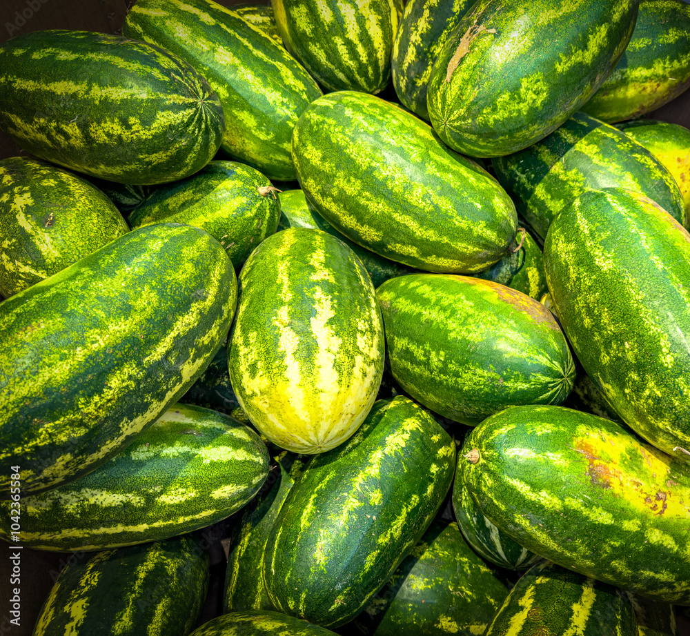 Vivid colors of autumn in food produce Green oval watermelons Vivid colors of autumn in food produce Green oval watermelons