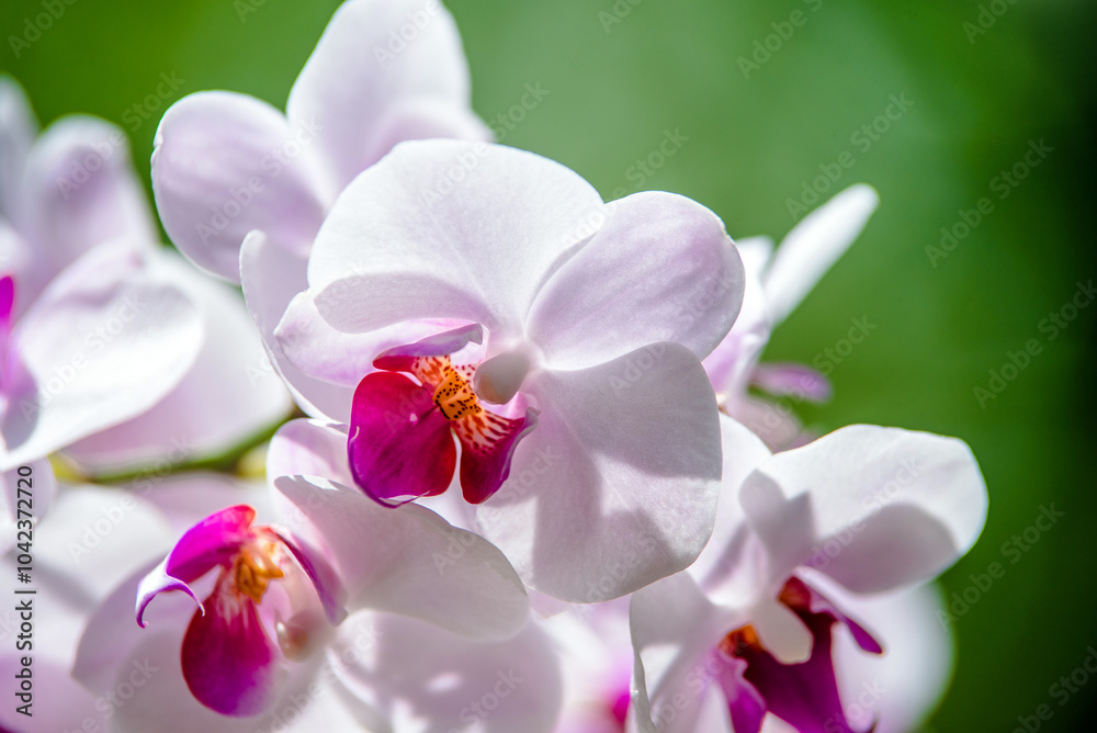 Branch of a white orchid on a green natural background
Branch of a white orchid on a green natural background