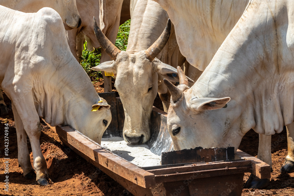 Nellore cattle feed on animal supplementation of mineral salt used on intensive grass system in tropical climate, on a beef cattle farm in Brazil
