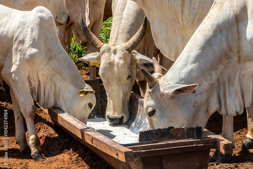 Obraz na płótnie Nellore cattle feed on animal supplementation of mineral salt used on intensive grass system in tropical climate, on a beef cattle farm in Brazil w salonie