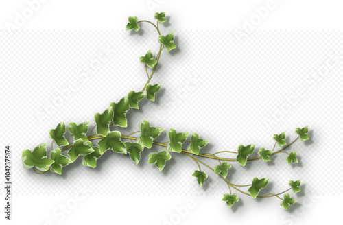 Ivy vine with lush green leaves. Hedera trailing branch isolated on a grey background. Vector illustration.