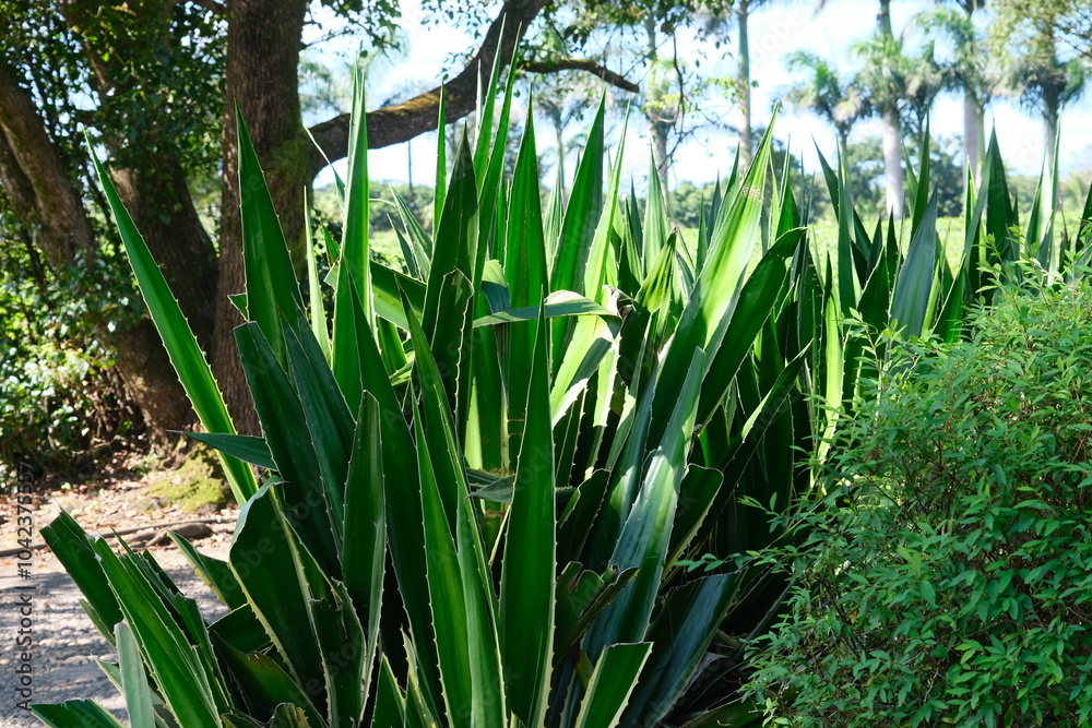 Fototapeta premium Aloe vera