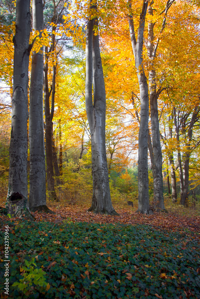 beech trees in autumn park , Vanadzor botanical garden , Armenia . beech trees in autumn park , Vanadzor botanical garden , Armenia .