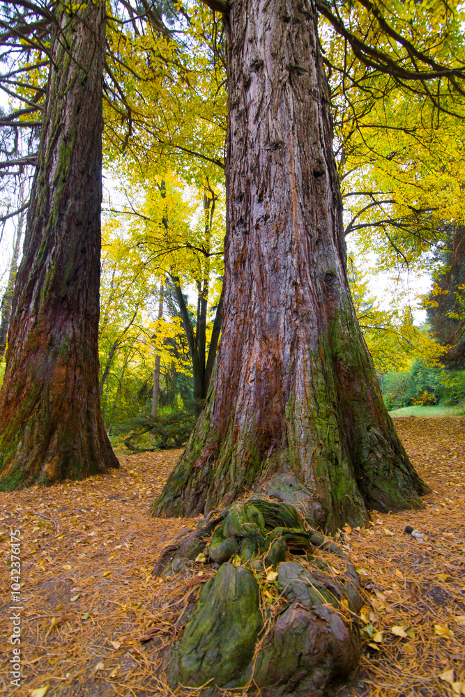 autumn in the park , Californian Sequoia in autumn park of
Vanadzor , Armenia autumn in the park , Californian Sequoia in autumn park of
Vanadzor , Armenia