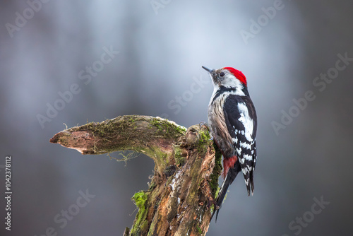 Dzięcioł średni (Dendrocoptes medius)