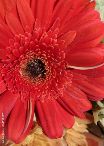 red gerber daisy