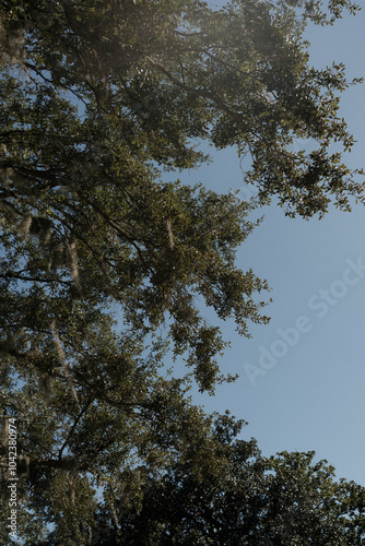 trees and sky