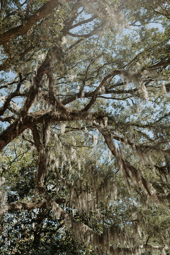 tree in the park