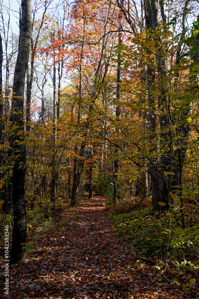 Obraz premium Beautiful fall morning on a trail at Duman Lake County Park in Western Pennsylvania. Colorful leaves on trees and trail.