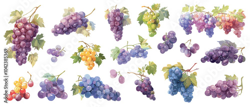 Watercolor grapes set. White, red and pink vine fruit and leaves, ripe juicy grape painting vector illustration
