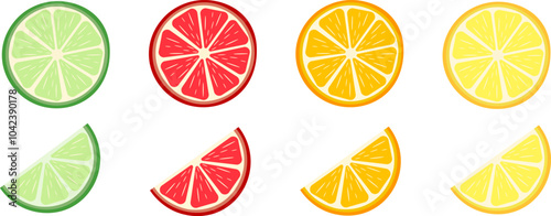 Citrus fruit slices. Round slices of orange, lemon, lime, grapefruit and halves. Vector illustration