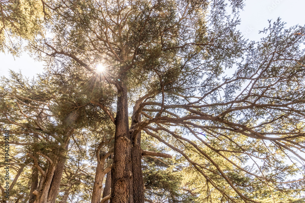 Fototapeta premium Cedar trees in the Cedars of God forest, Lebanon