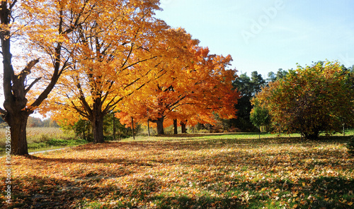Bright colorful maple trees in late fall