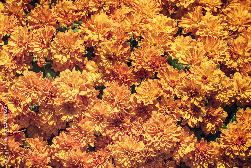 Orange Autumn Mums or Chrysanthemums for flower background